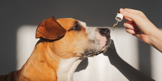 How to Administer CBD Oil for Dogs