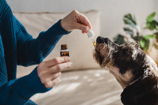 How Much CBD Oil to Give Dogs with Seizures